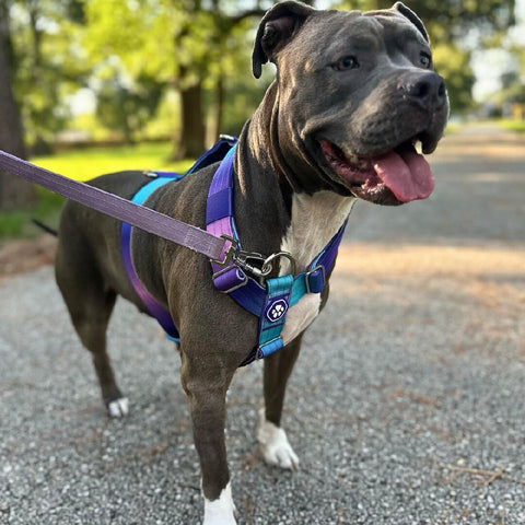 Pitbull with a harness