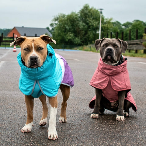 Pitbulls with rain coats