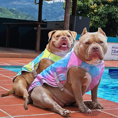 Pitbulls sitting next to a pool