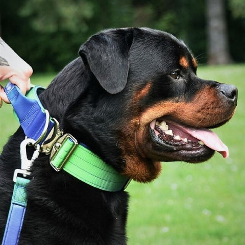 Rottweiler with a blue and green leash