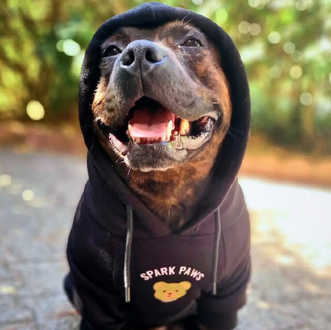 Happy dog with a hoodie on