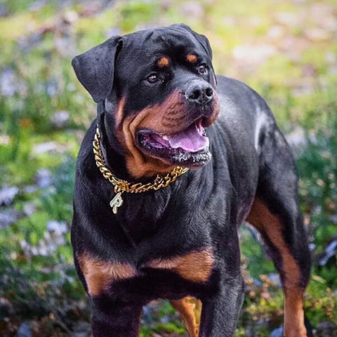 Beautiful Rottweiler