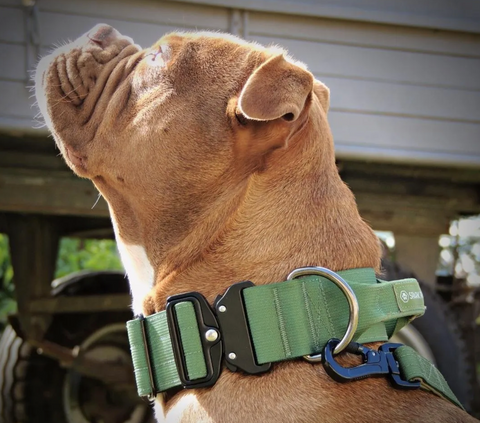 7 Best Types of Dog Collars for Bully Breeds – SPARK PAWS
