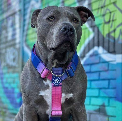 Grey Pit Bull in a harness