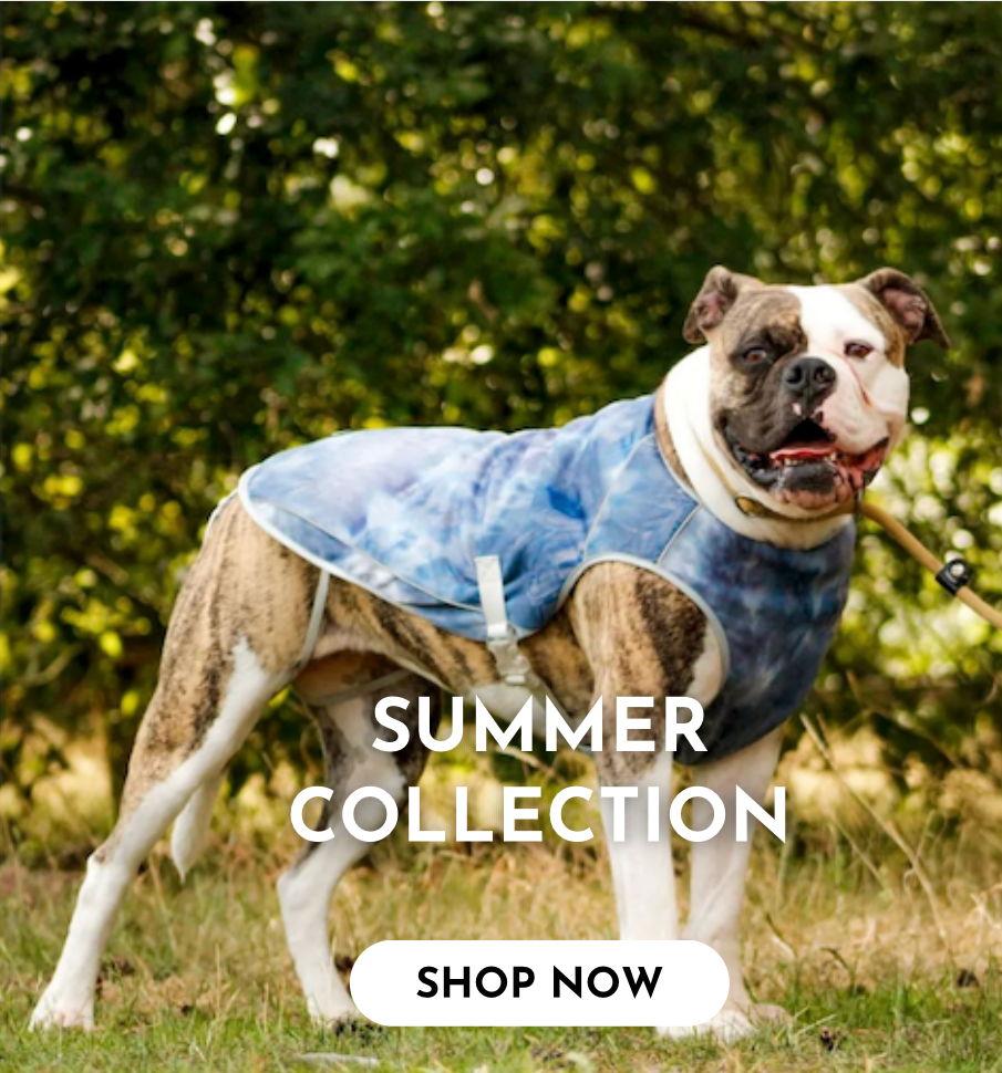 Dog wearing a blue coat with 'Summer Collection' advertisement text overlay.