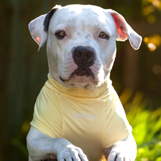 A dog wearing a yellow shirt with 'Spark Paws' logo.