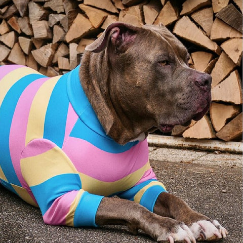 a pitbull wearing pajamas