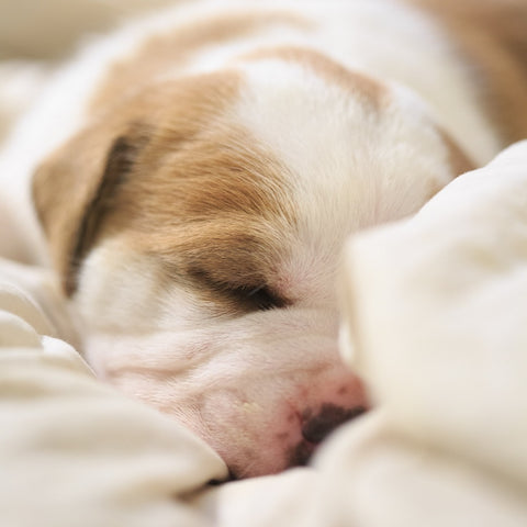 a pitbull puppy sleeping