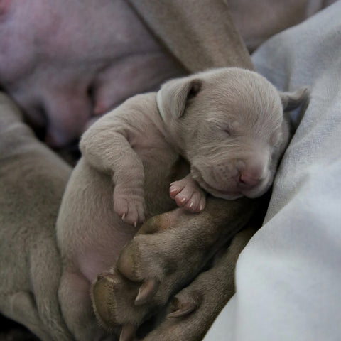 a pitbull puppy sleeping