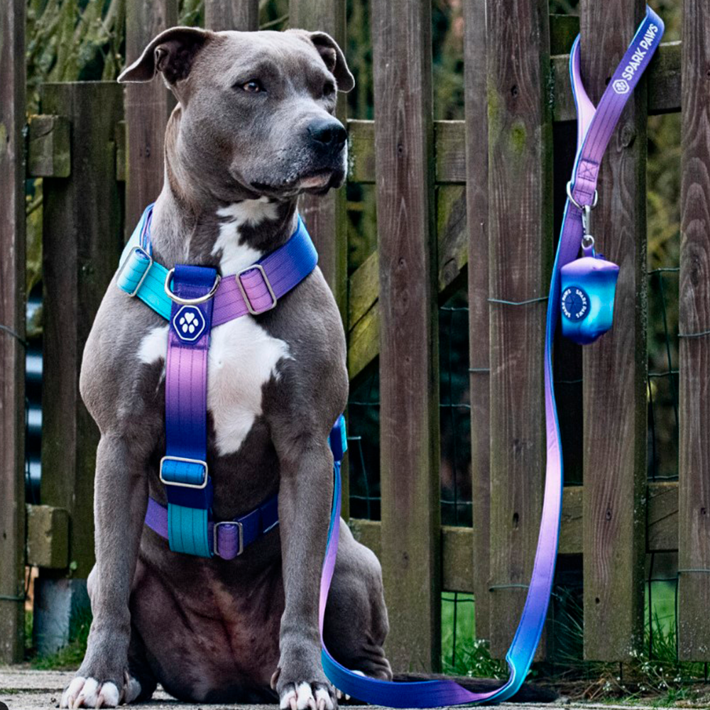 A dog wearing Sparkpaws No-Pull Dog Harness