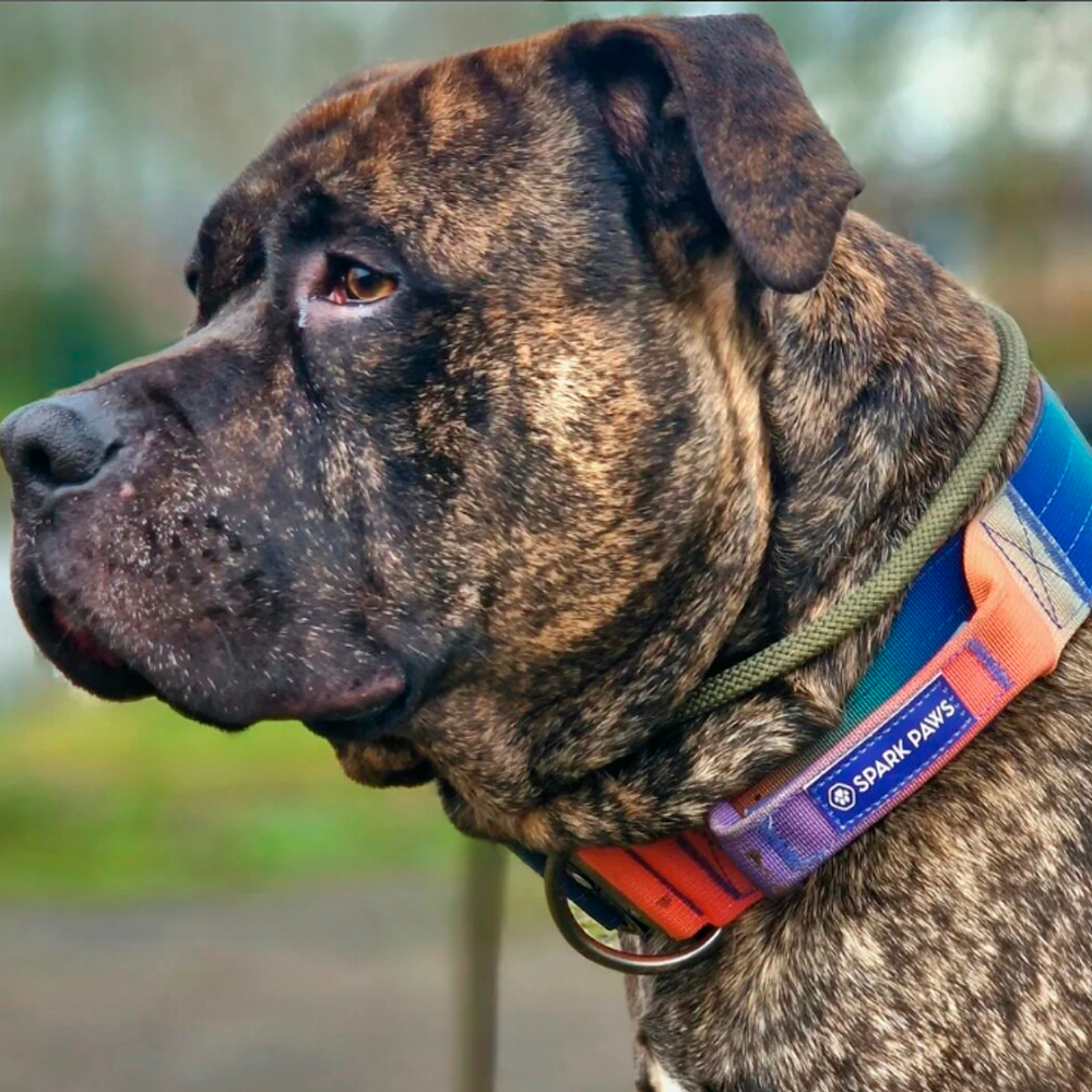 A dog waering Sparkpaw's head collar