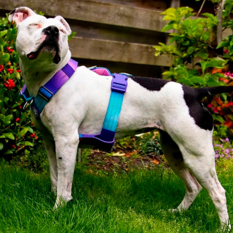 Comfort no pull harness from Sparkpaws