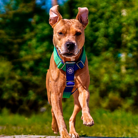 a running dog wearing a tactical collar