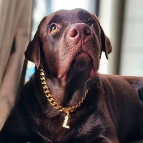 a brown dog wearing jewlery