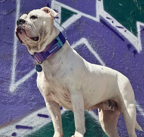 a pitbull wearing a tactical collar