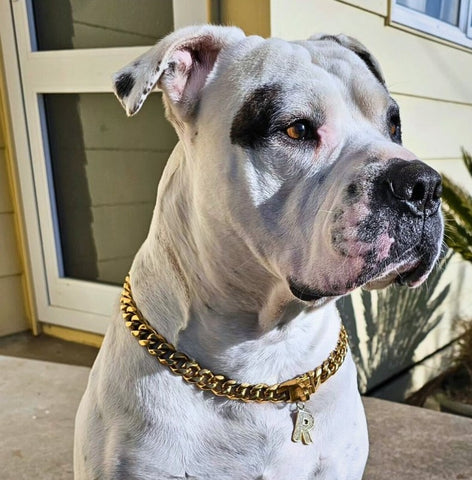 a pitbull wearing a letter chain