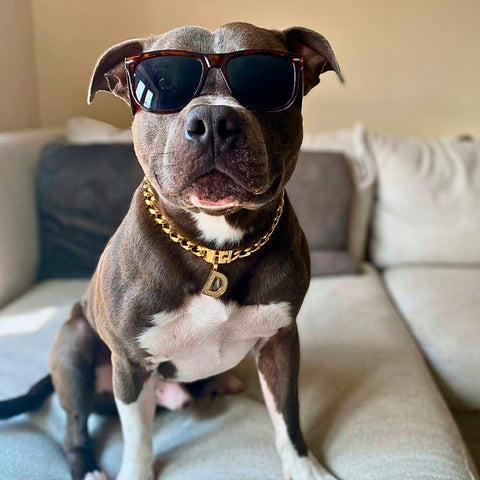 Pitbull with sun glasses on