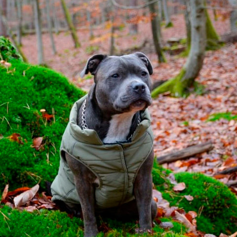 Cute grey pitty in a Sparkpaws jacket-coat