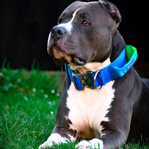 Gorgeous Pitbull wearing a Sparkpaws tactical collar