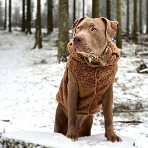 A pitbull modelling a winter vest