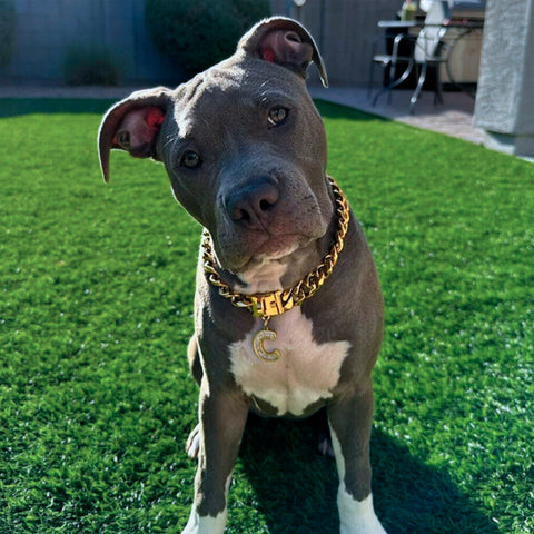 a pitbull puppy wearing a charm necklace