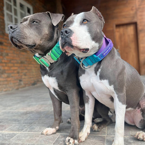 two pitbulls wearing collars for training