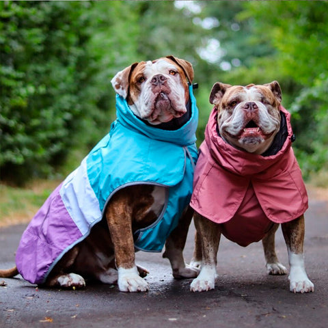 a pair of dogs wearing rain jackets