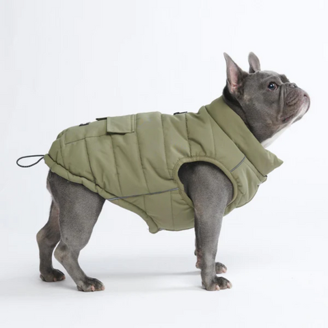 A French Bulldog modelling a winter coat