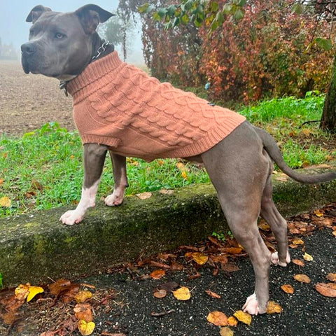 A pitbull wearing a knit sweater