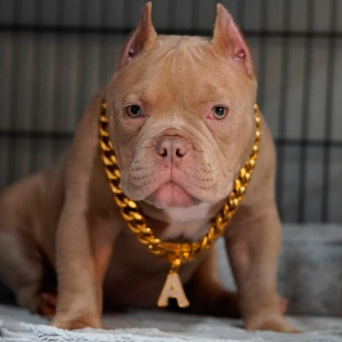 Pit bull wearing a chain collar.