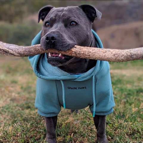 Pitbull wearing sparkpaws dog hoodie