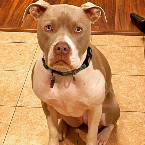 pitbull wearing a dog collar