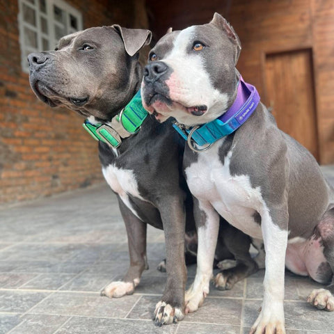 Two pitbulls wearing Sparkpaws dog collars