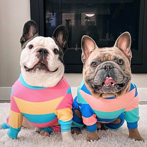 Two french bulldogs wearing dog pajamas