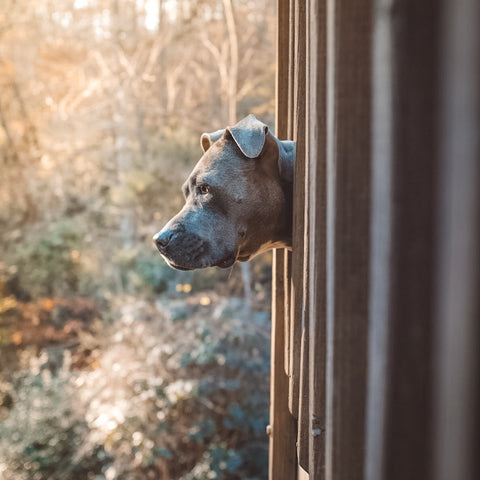 Pitbull looking out a window