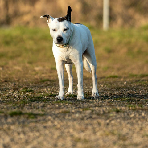 White pitbull with black ears standing outside