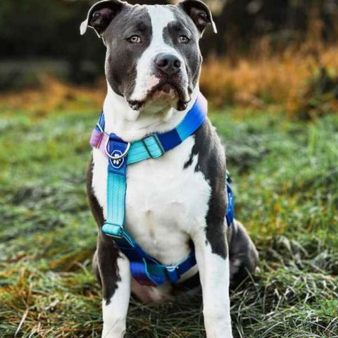 Grey and white Pitbull wearing a Sparkpaws harness
