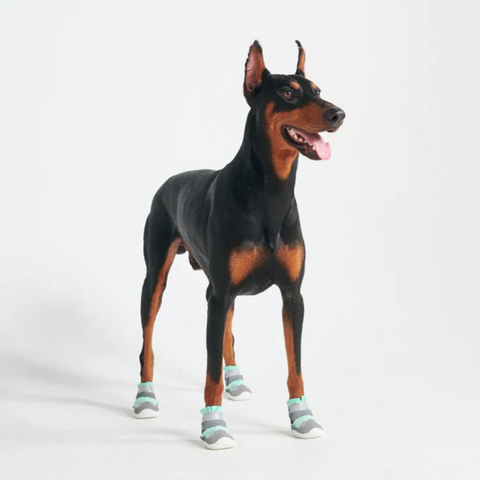 Doberman with green running shoes