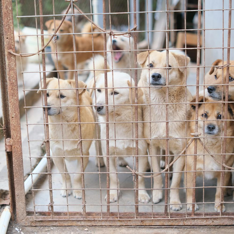 Dogs at a shelter