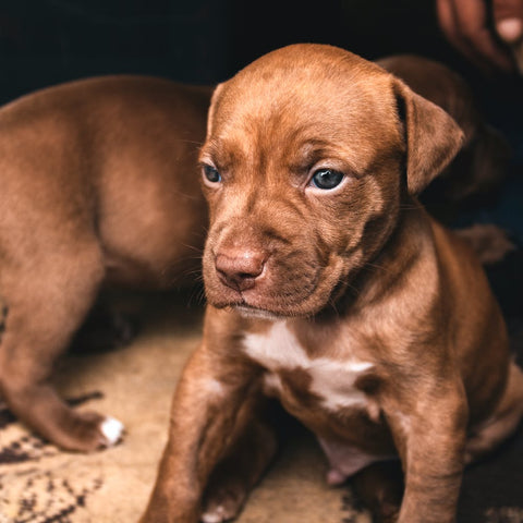 Pitbull puppy with blue eyes