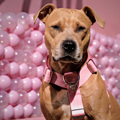 Pitbull wearing a pink harness from Sparkpaws