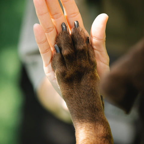 Paw in a humans hand