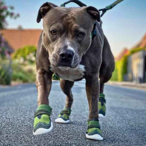 Pitbull with running shoes