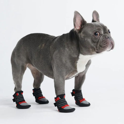 French Bull Dog with red and grey shoes