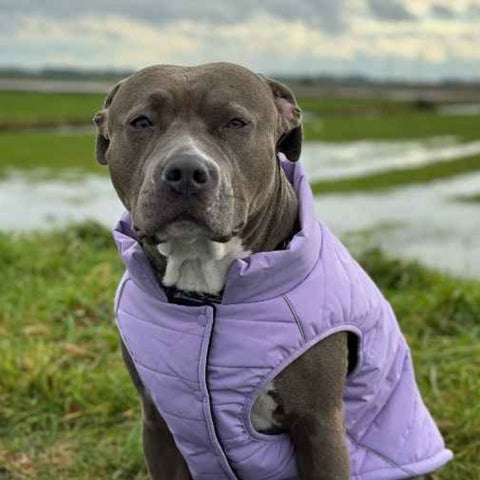 Pitbull in a purple Sparkpaws coat