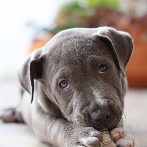 Pitbull puppy eating a treat