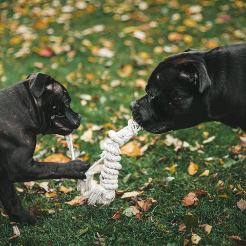 Pitbull puppy playing with an older pitbull