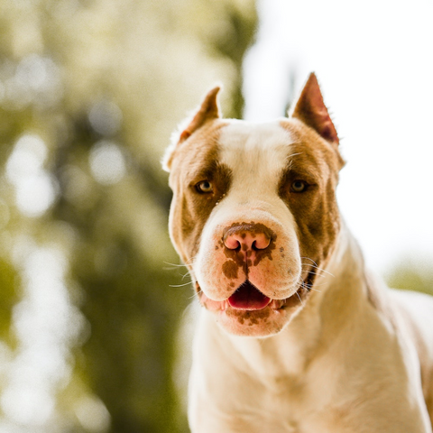 Beautiful brown and white pitbull