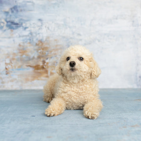 A poodle sitting on the floor