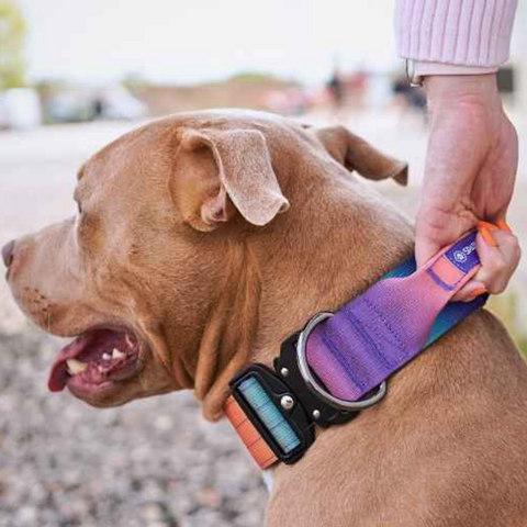Pitbull wearing a Sparkpaws collar